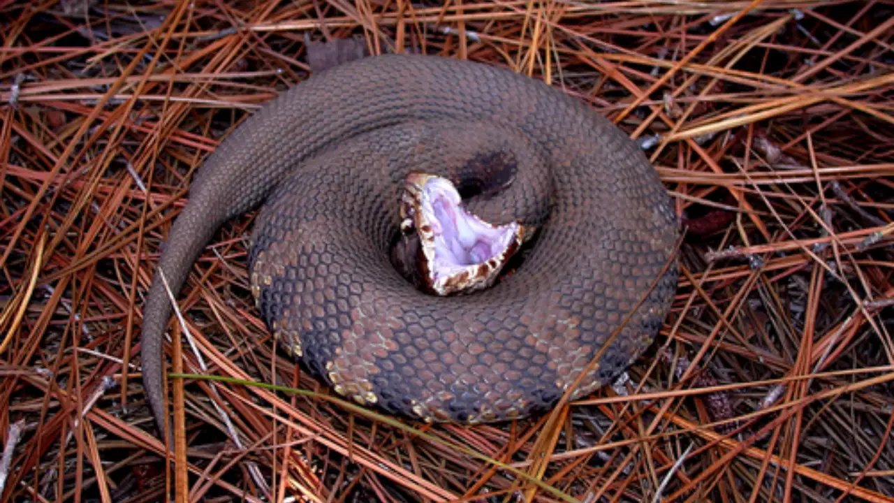 Cottonmouth snakes intertwined in the water near Birmingham, Alabama, have sparked an online