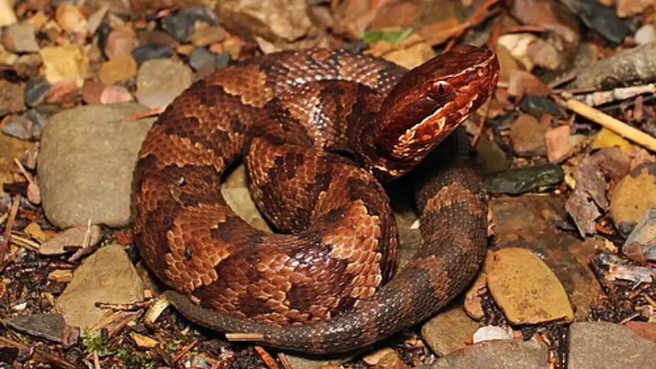 Cottonmouth snakes intertwined in the water near Birmingham, Alabama, have sparked an online
