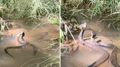 Cottonmouth snakes intertwined in the water near Birmingham, Alabama, have sparked an online