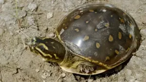 UP's Pilibhit turtle carcass incinerated without autopsy, DFO asked to explain