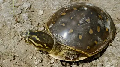 UP's Pilibhit turtle carcass incinerated without autopsy, DFO asked to explain