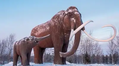 Since ancient DNA is naturally fractured and degraded, Colossal: The wider industry impact