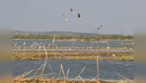 Marathwada’s water crisis is deepening fast — Chhatrapati: The wider industry impact