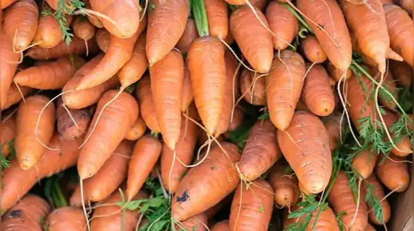 If you’re using a pot, choose one at least 12 inches deep, since carrots grow a long taproot