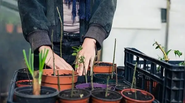 If you’re using a pot, choose one at least 12 inches deep, since carrots grow a long taproot