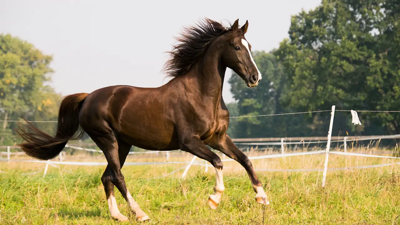 US wild horse removal plans ruled unlawful in part as appeals court dismisses challenge