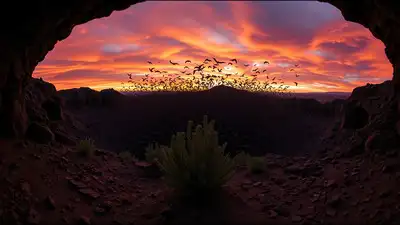Every summer evening, more than 1 million Mexican free-tailed bats: The wider industry impact