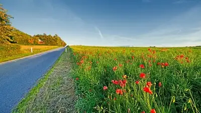 None of the studies looks at rescuing plants from roadsides specifically, but together they