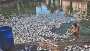 BMC plans to create ten artificial ponds around Banganga tank to address fish death concerns