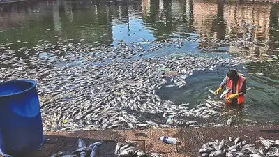 BMC plans to create ten artificial ponds around Banganga tank to address fish death concerns