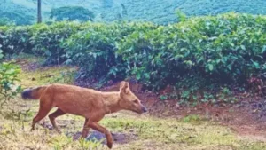 The findings also offered insights into how dholes share space: The wider industry impact