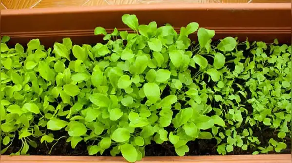 A simple guide to growing fresh leafy greens at home, even in small spaces — How to grow palak