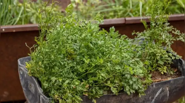 A simple guide to growing fresh leafy greens at home, even in small spaces — How to grow palak