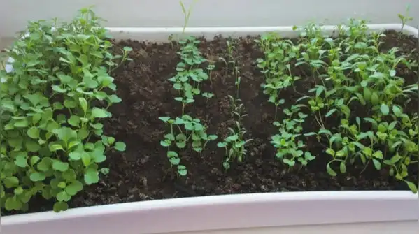 A simple guide to growing fresh leafy greens at home, even in small spaces — How to grow palak