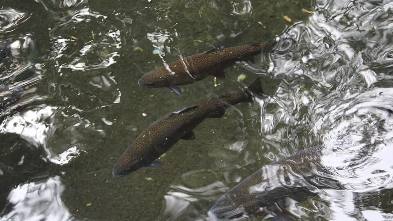 A Vermont dam built in the early 1900s to feed a private trout pond: The wider industry impact