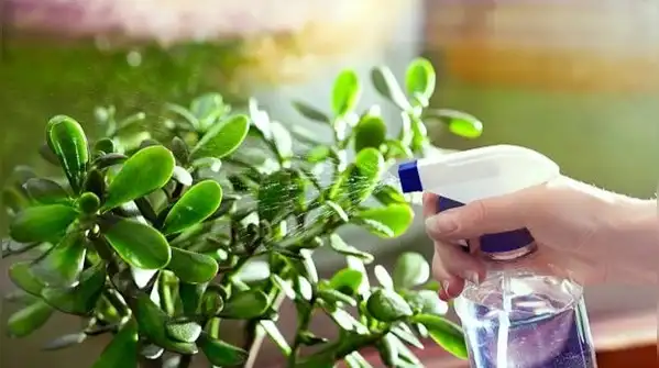 5 simple tips to keep its leaves glossy and healthy through winter — Jade plant care in October