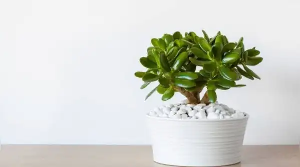 5 simple tips to keep its leaves glossy and healthy through winter — Jade plant care in October