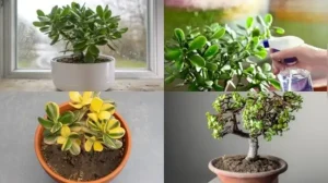 5 simple tips to keep its leaves glossy and healthy through winter — Jade plant care in October