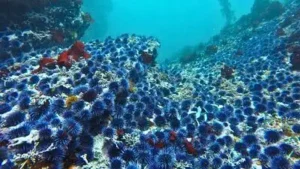 California sanctuary is removing purple sea urchins from areas: The wider industry impact