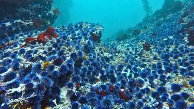 California sanctuary is removing purple sea urchins from areas: The wider industry impact