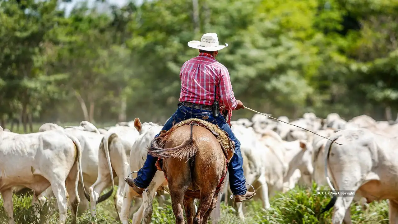 A South Carolina family raised cattle and horses on its farm: The wider industry impact