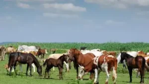 A South Carolina family raised cattle and horses on its farm: The wider industry impact