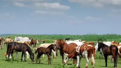 A South Carolina family raised cattle and horses on its farm: The wider industry impact