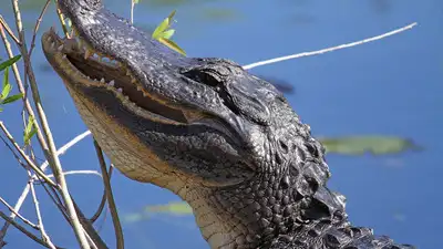 Florida is a major hub for the exotic pet trade, especially in South: The wider industry impact
