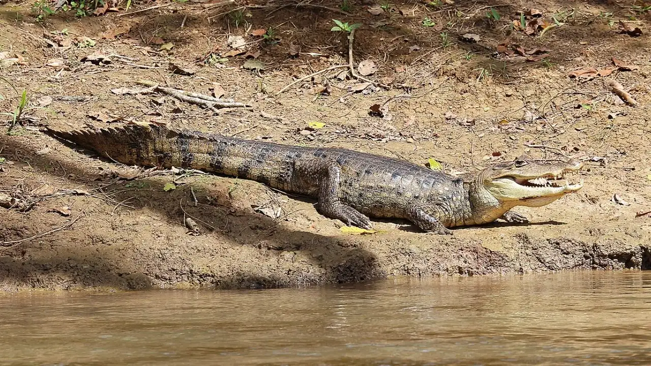 Florida is a major hub for the exotic pet trade, especially in South: The wider industry impact