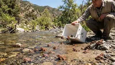 Southern California once had so many of these mountain frogs that: The wider industry impact