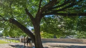 A 1920-era American elm survived a 4,000-pound bomb in Oklahoma City; it was nearly cut down