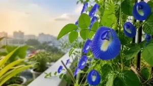 Here are seven Indian favourites, beyond roses and marigolds, that can transform your balcony