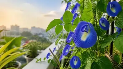 Here are seven Indian favourites, beyond roses and marigolds, that can transform your balcony