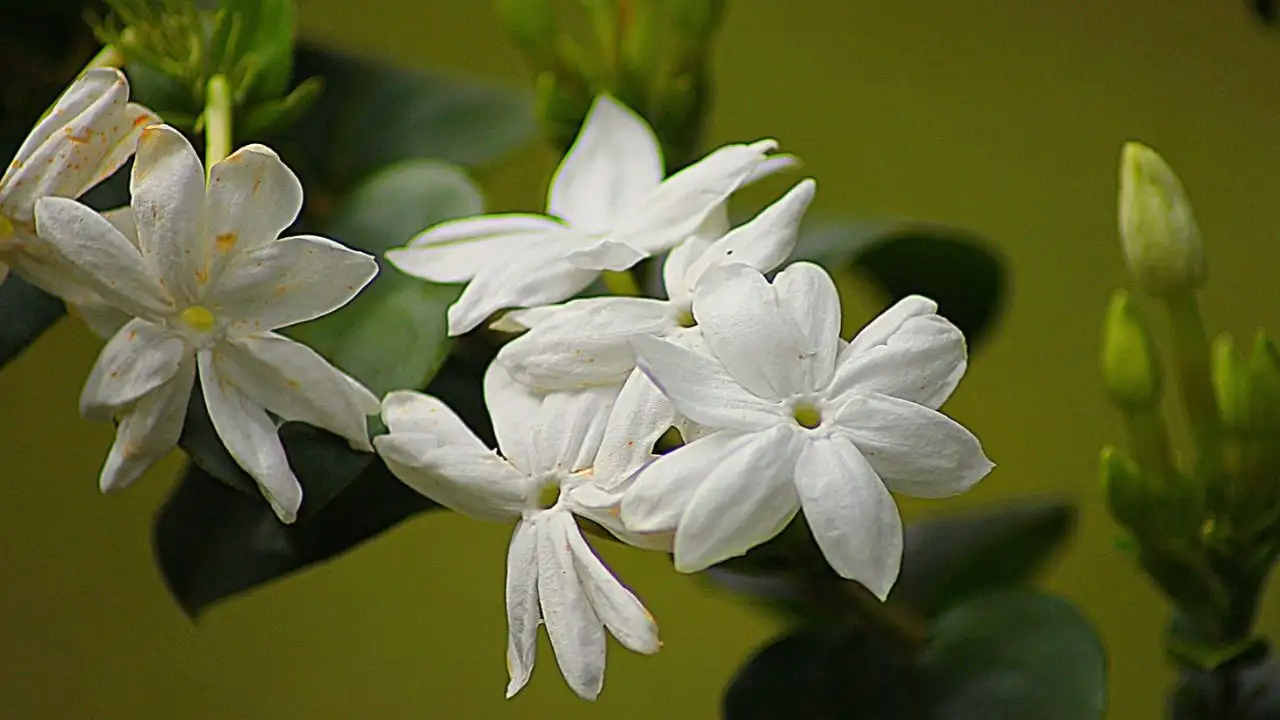 Here are seven Indian favourites, beyond roses and marigolds, that can transform your balcony