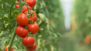 Imagine having red, juicy, ripe tomatoes hanging right on your balcony garden just when you