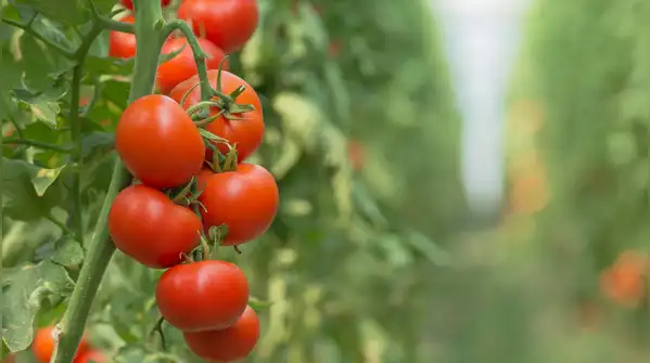 Imagine having red, juicy, ripe tomatoes hanging right on your balcony garden just when you