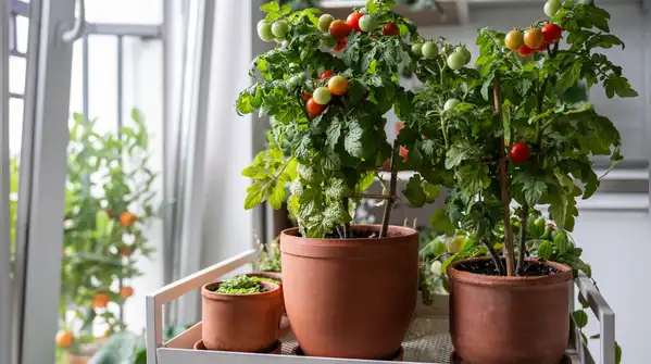 Imagine having red, juicy, ripe tomatoes hanging right on your balcony garden just when you