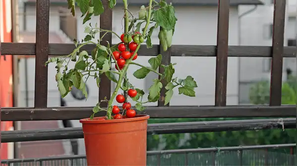 Imagine having red, juicy, ripe tomatoes hanging right on your balcony garden just when you