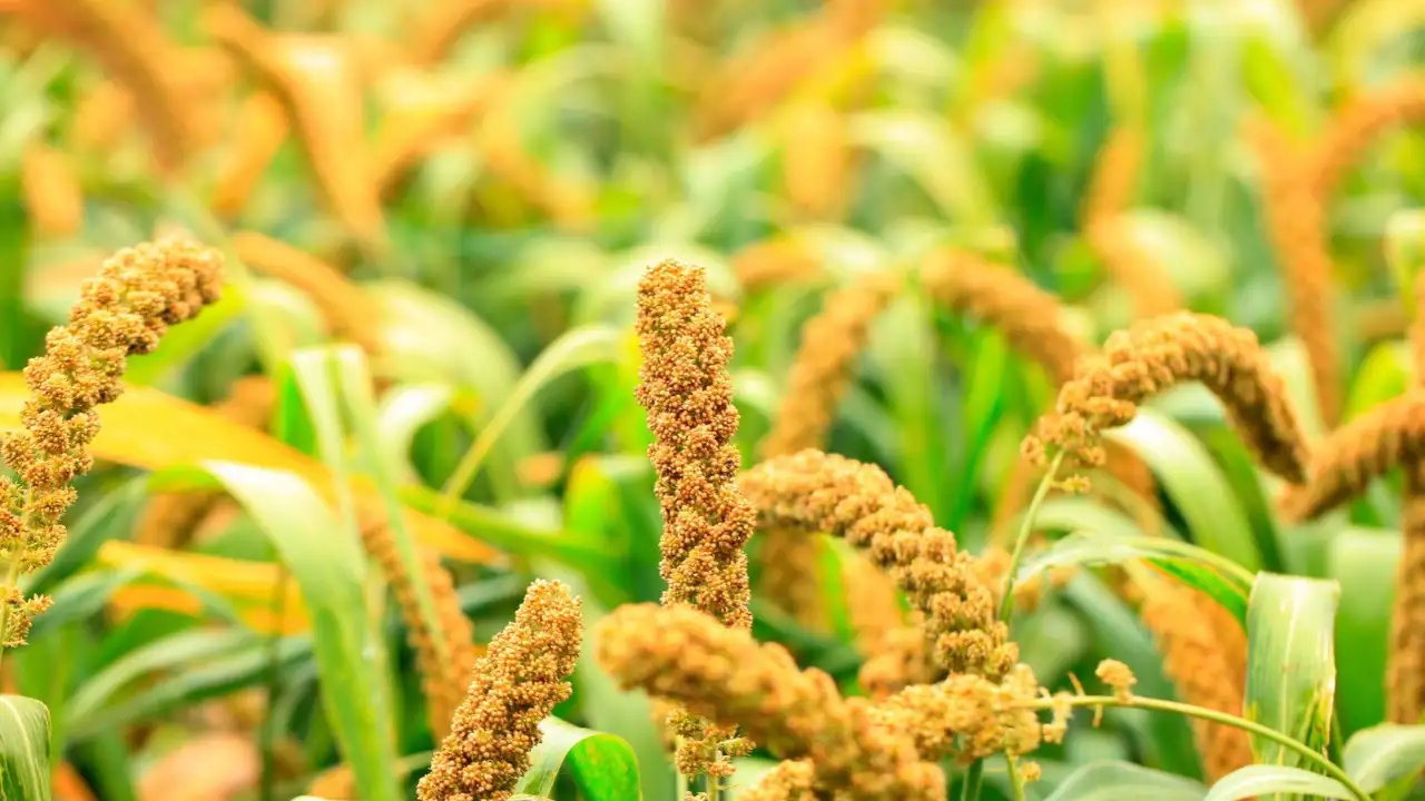 5 forgotten grains that are making a comeback