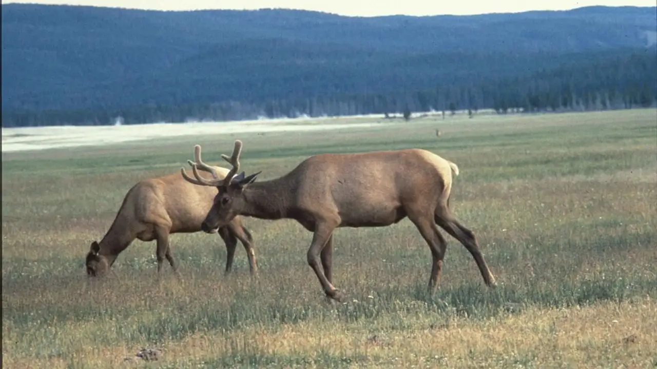 Between December 1997 and March 2002, wildlife authorities released: The wider industry impact