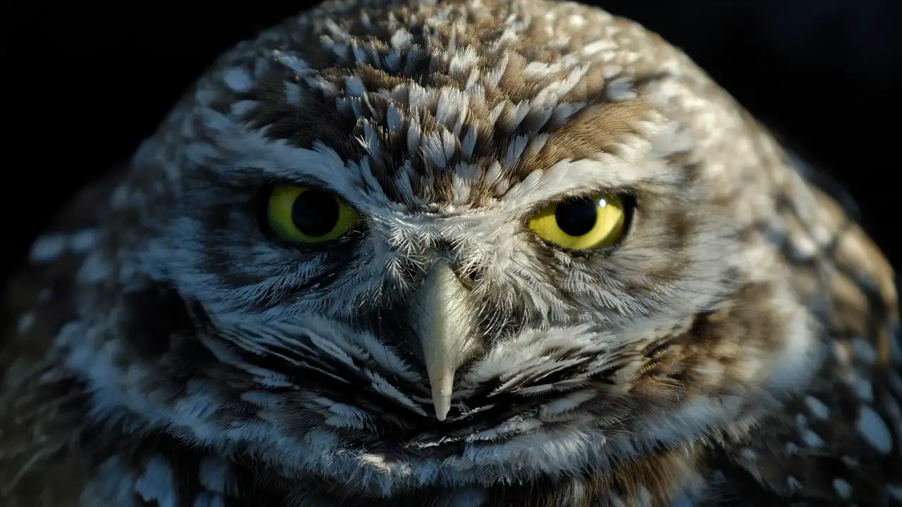 Because it houses the largest number of these birds in Florida: The wider industry impact