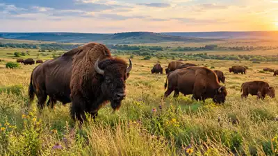 In 1993, a rancher donated 300 American bison that were released: The wider industry impact