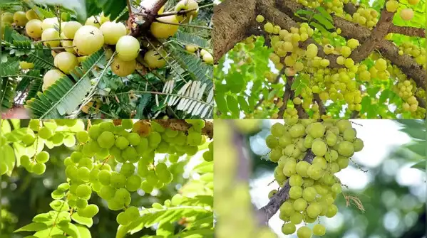 Amla is one of those trees many Indian households grow up with, whether it stood