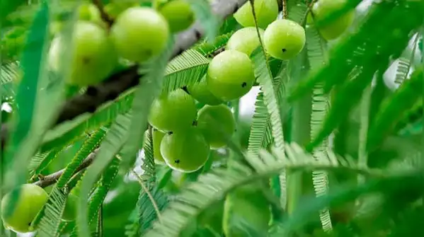 Amla is one of those trees many Indian households grow up with, whether it stood