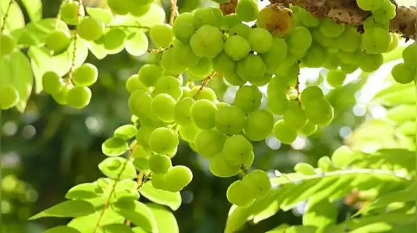 Amla is one of those trees many Indian households grow up with, whether it stood