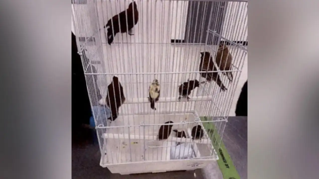 A Miami airport passenger had an 'unexplained bulge'; officers found 10 live birds hidden