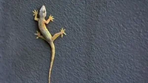 Even though lizards are not usually dangerous knowing what brings them in and what keeps them