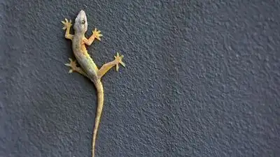 Even though lizards are not usually dangerous knowing what brings them in and what keeps them