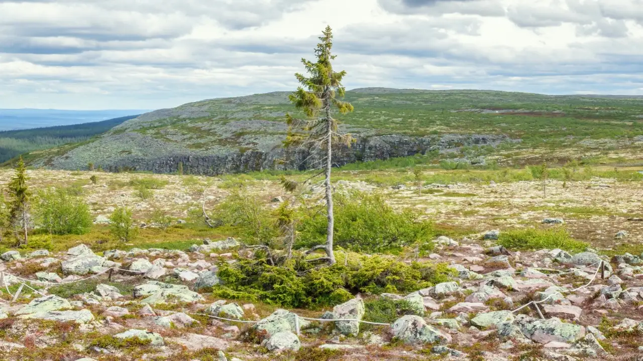 Its age is generally estimated to be between 2,000 and 4,000 years, making it one of the oldest