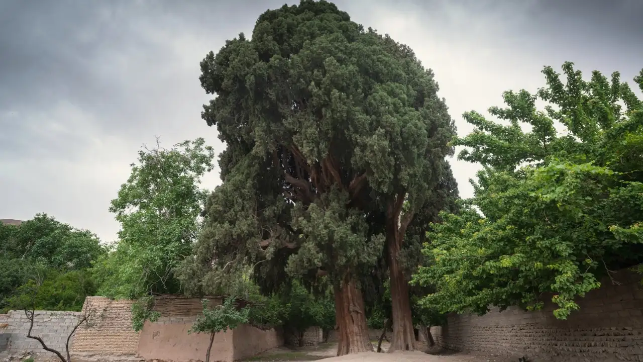 Its age is generally estimated to be between 2,000 and 4,000 years, making it one of the oldest